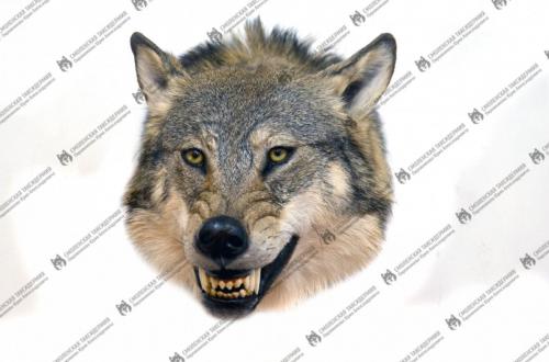 wolf_4